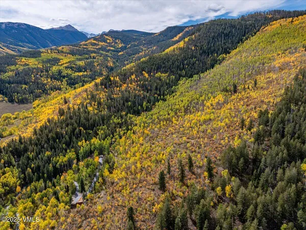 a view of a forest with trees