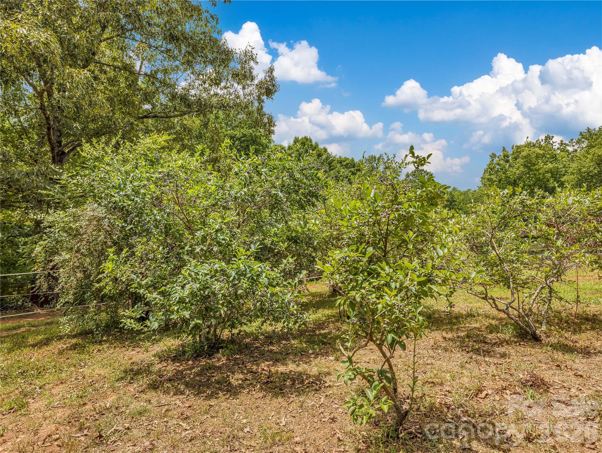 711 Meadow Crest Road Tryon, NC 28782 - Photo 40 of 43