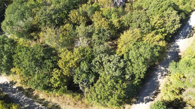a view of a lush green forest