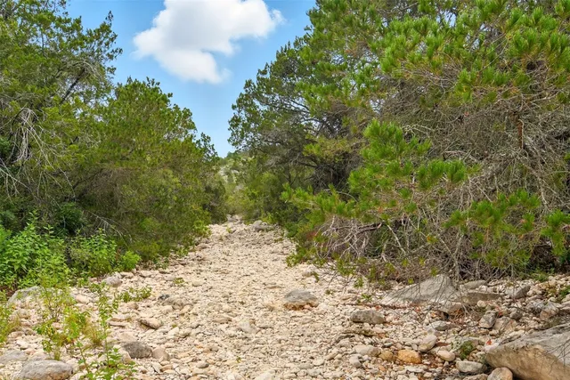 a view of a yard with plants and trees