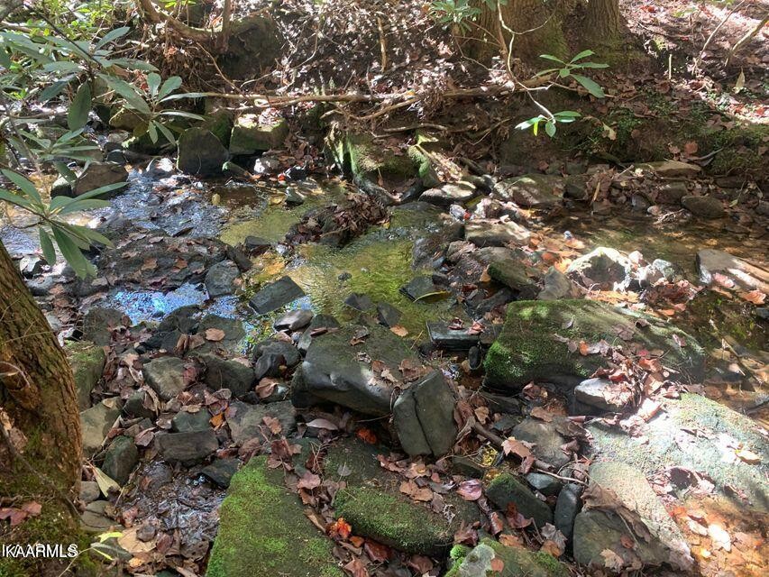 266 Ross Williams Road Lancing, TN 37770 - Photo 38 of 39 a view of a tree in a forest