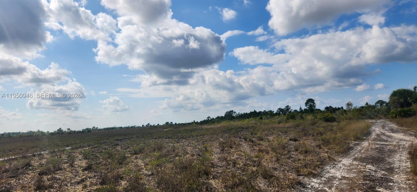 48345 Bermont Road Punta Gorda, FL 33982 - Photo 16 of 18 a view of a bunch of trees in back yard