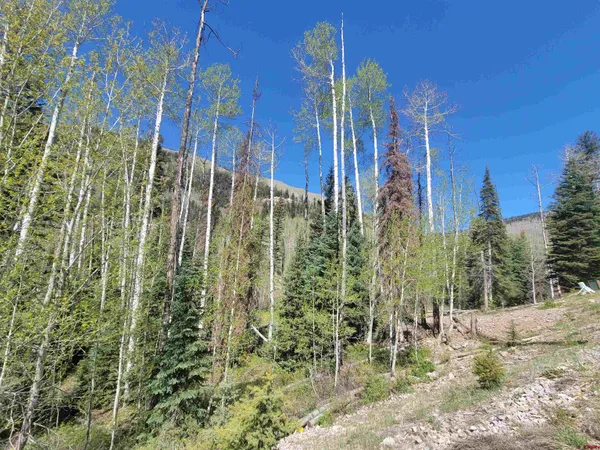 a view of a city with tall trees