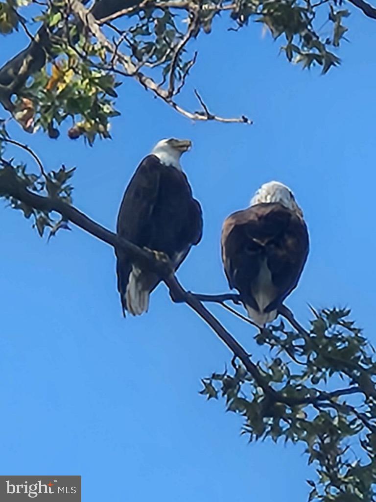 13202 Cherwin Avenue Baltimore, MD 21220 - Photo 10 of 50 Weekly Visiters