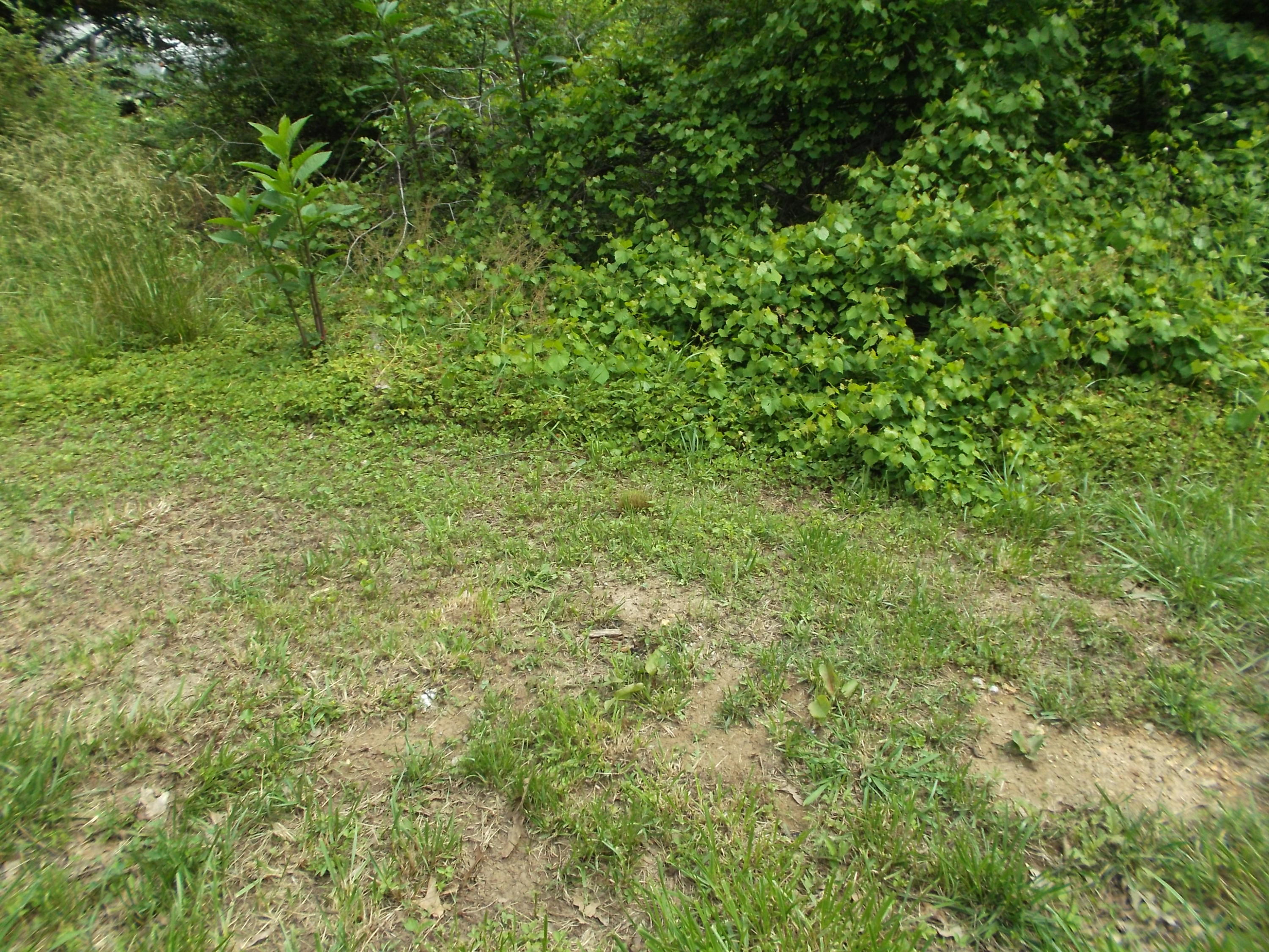 147 Green Shadow Road, Unit LOT 3 Cleveland, TN 37323 - Photo 1 of 6 DSCF0249