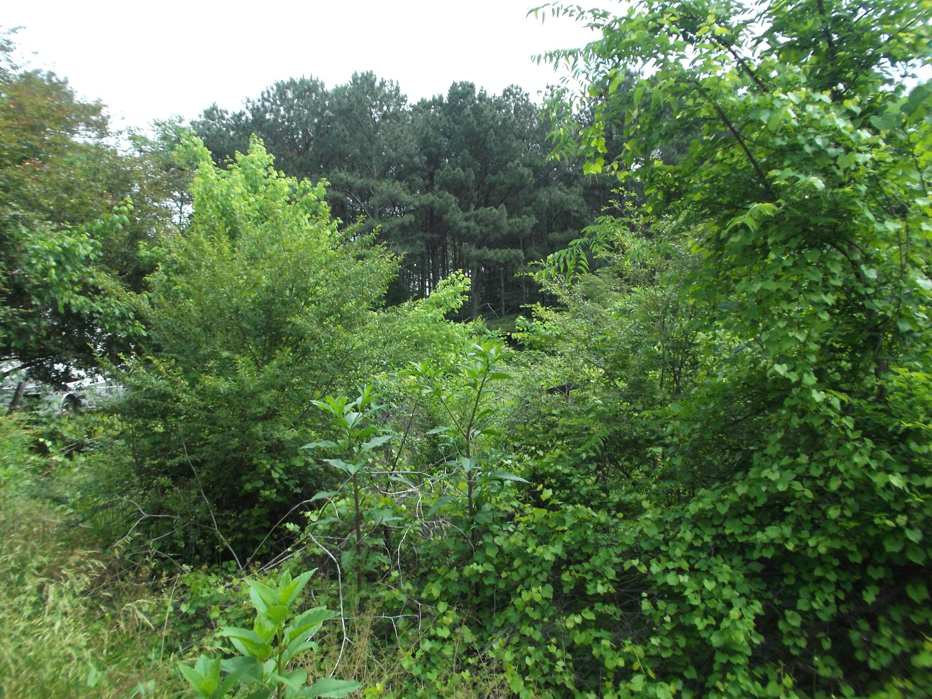147 Green Shadow Road, Unit LOT 3 Cleveland, TN 37323 - Photo 2 of 6 DSCF0251