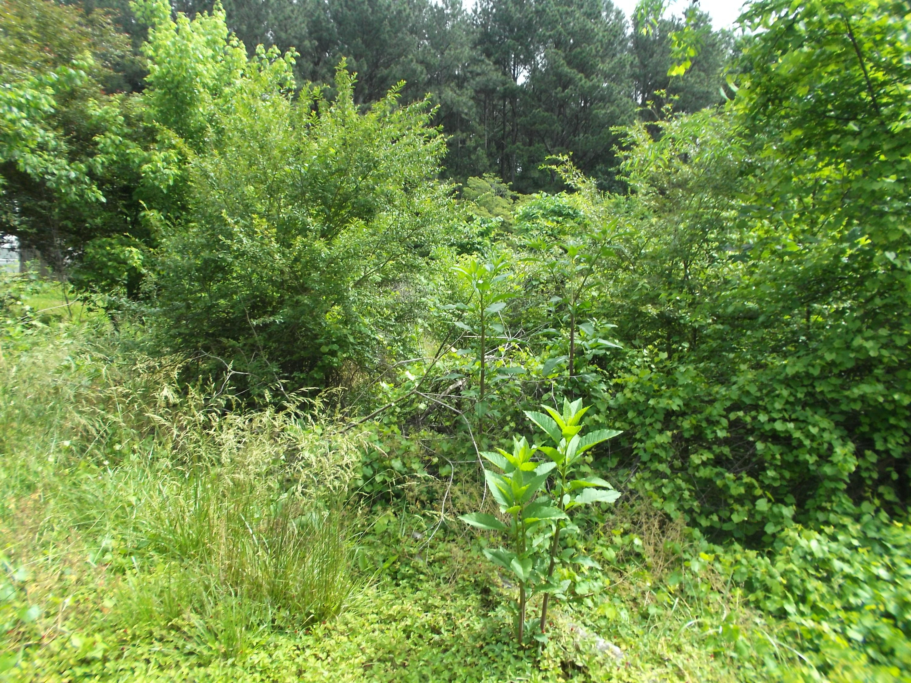 147 Green Shadow Road, Unit LOT 3 Cleveland, TN 37323 - Photo 3 of 6 DSCF0245