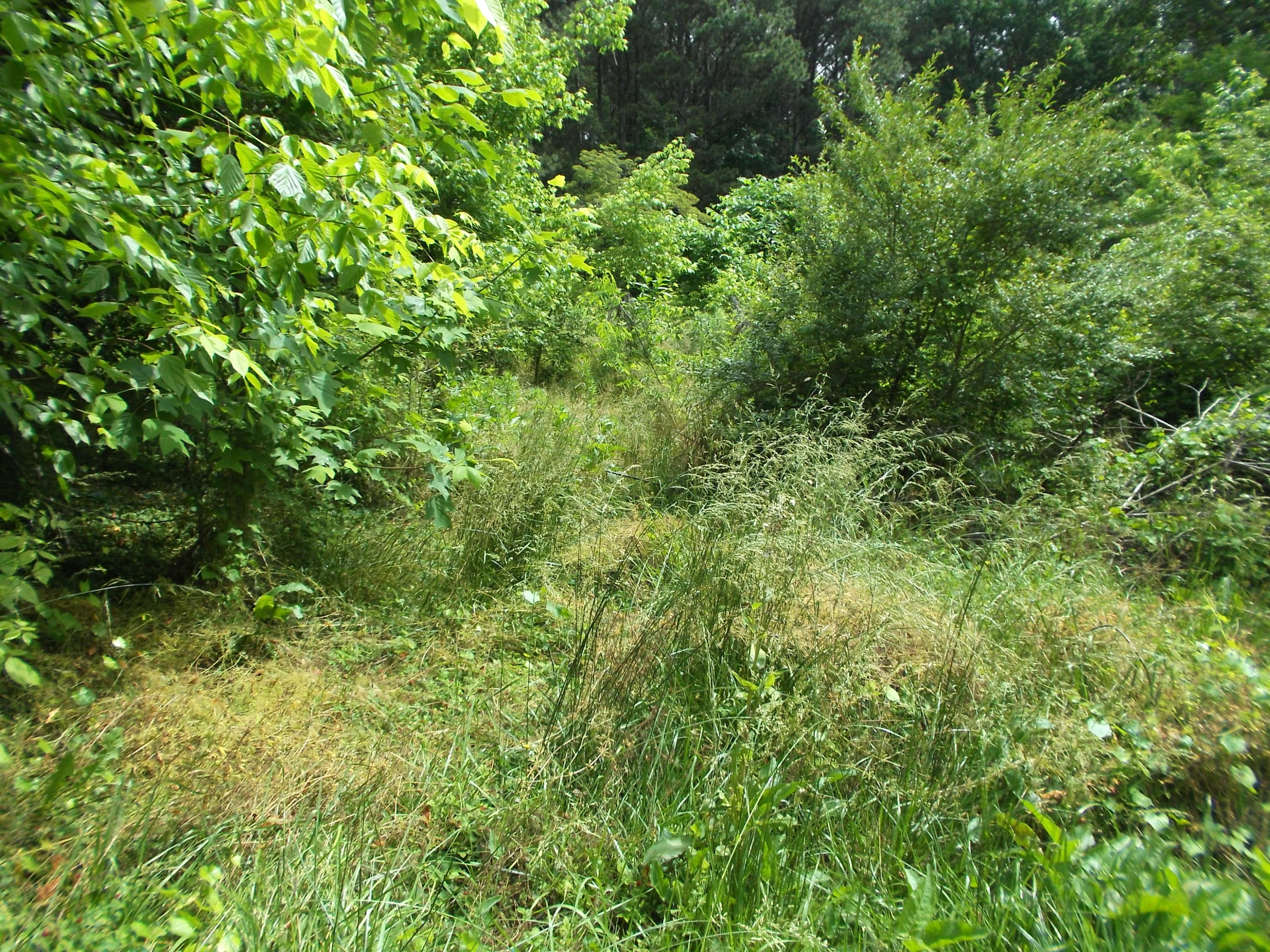 147 Green Shadow Road, Unit LOT 3 Cleveland, TN 37323 - Photo 4 of 6 DSCF0246