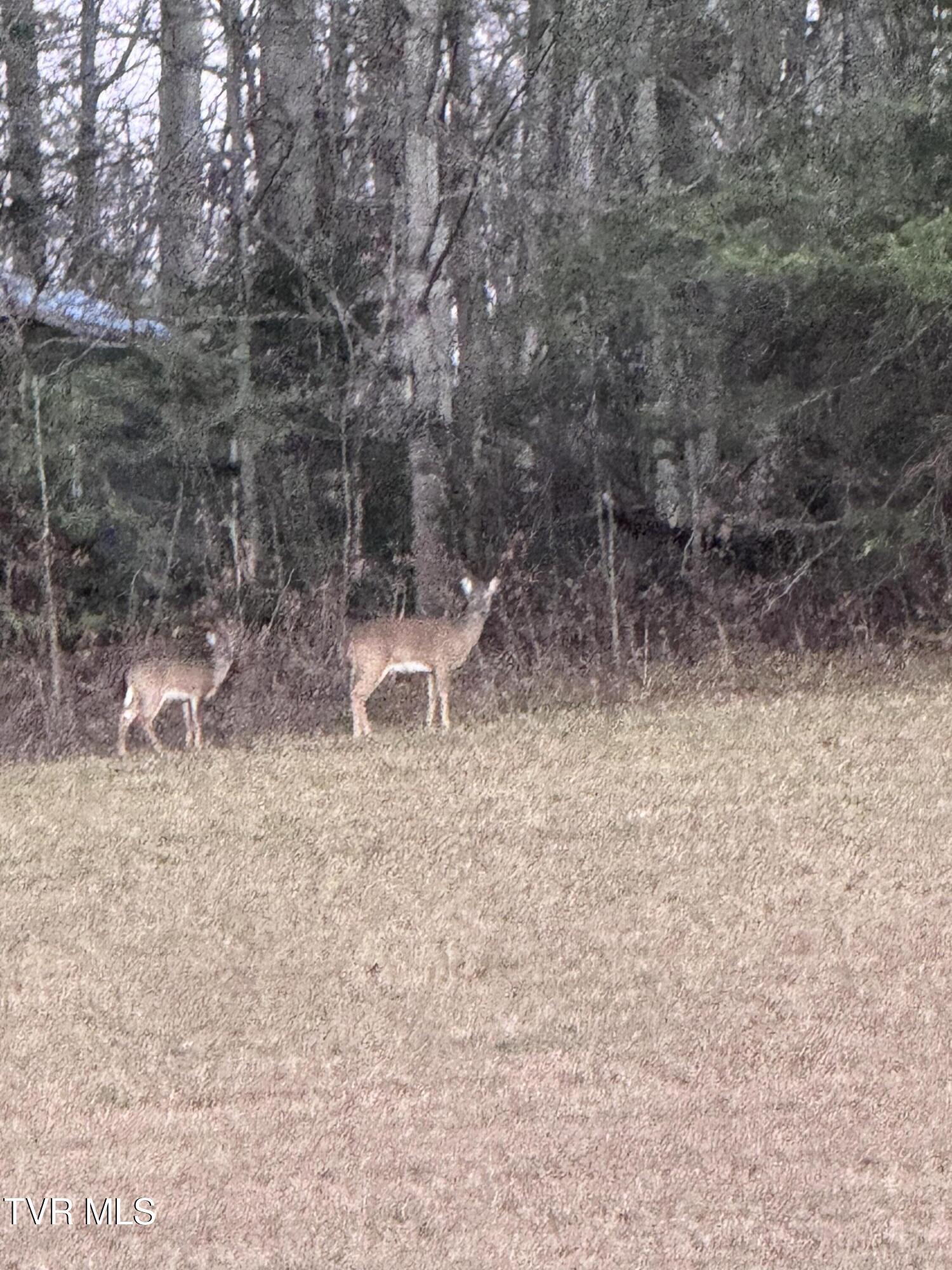 120 Ervin Loop Erwin, TN 37650 - Photo 49 of 49 IMG_4086