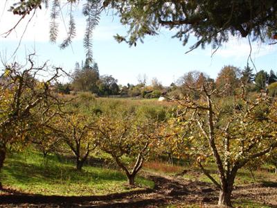 4050 Vine Hill Road Sebastopol, CA 95472 - Photo 8 of 12 Gallery Image 8