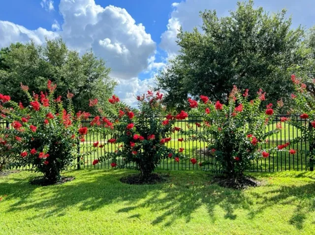 a view of a garden with flowers
