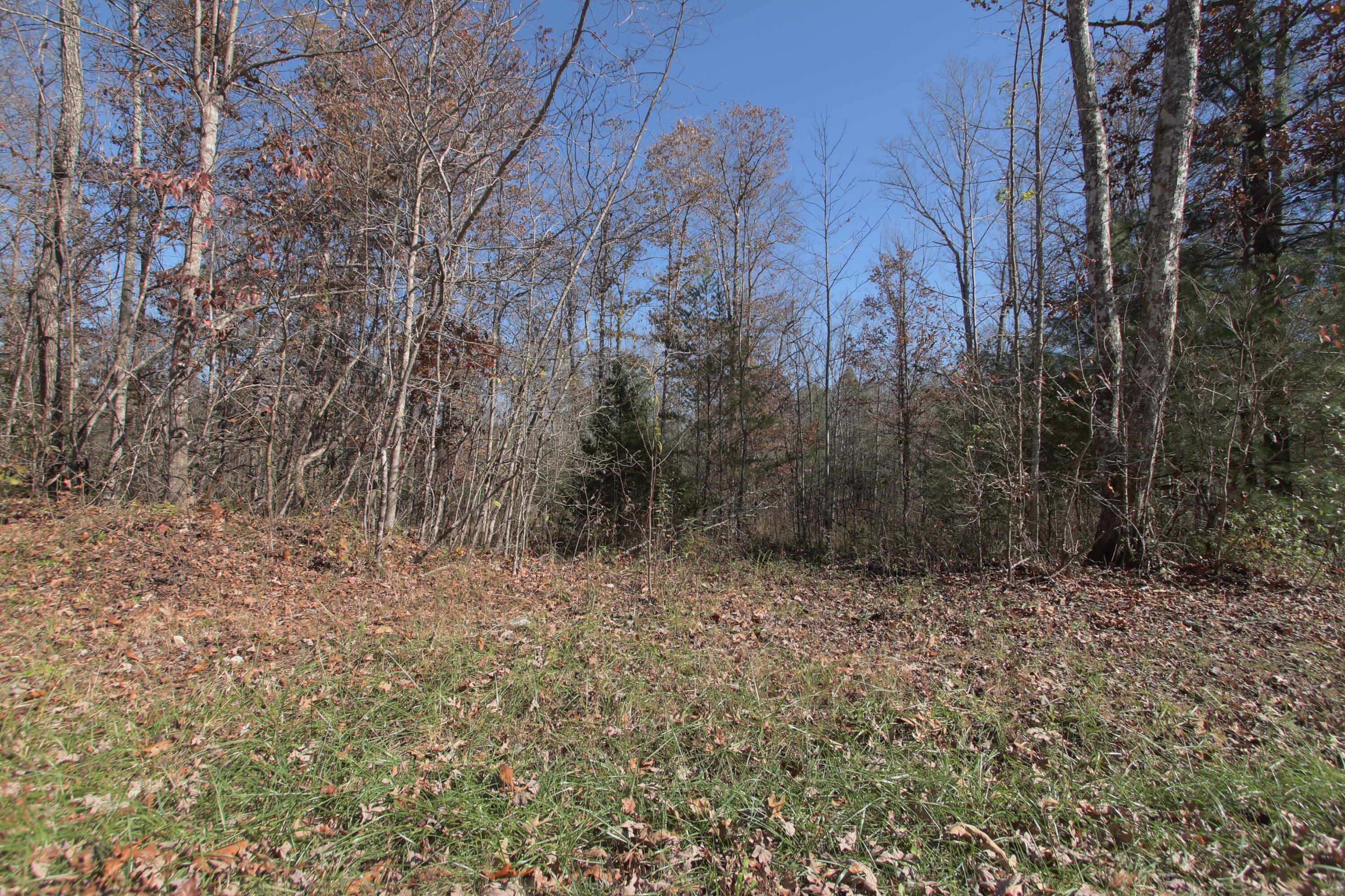 Lot 5 Cole Place Road Allardt, TN 38504 - Photo 2 of 4 zlot5b