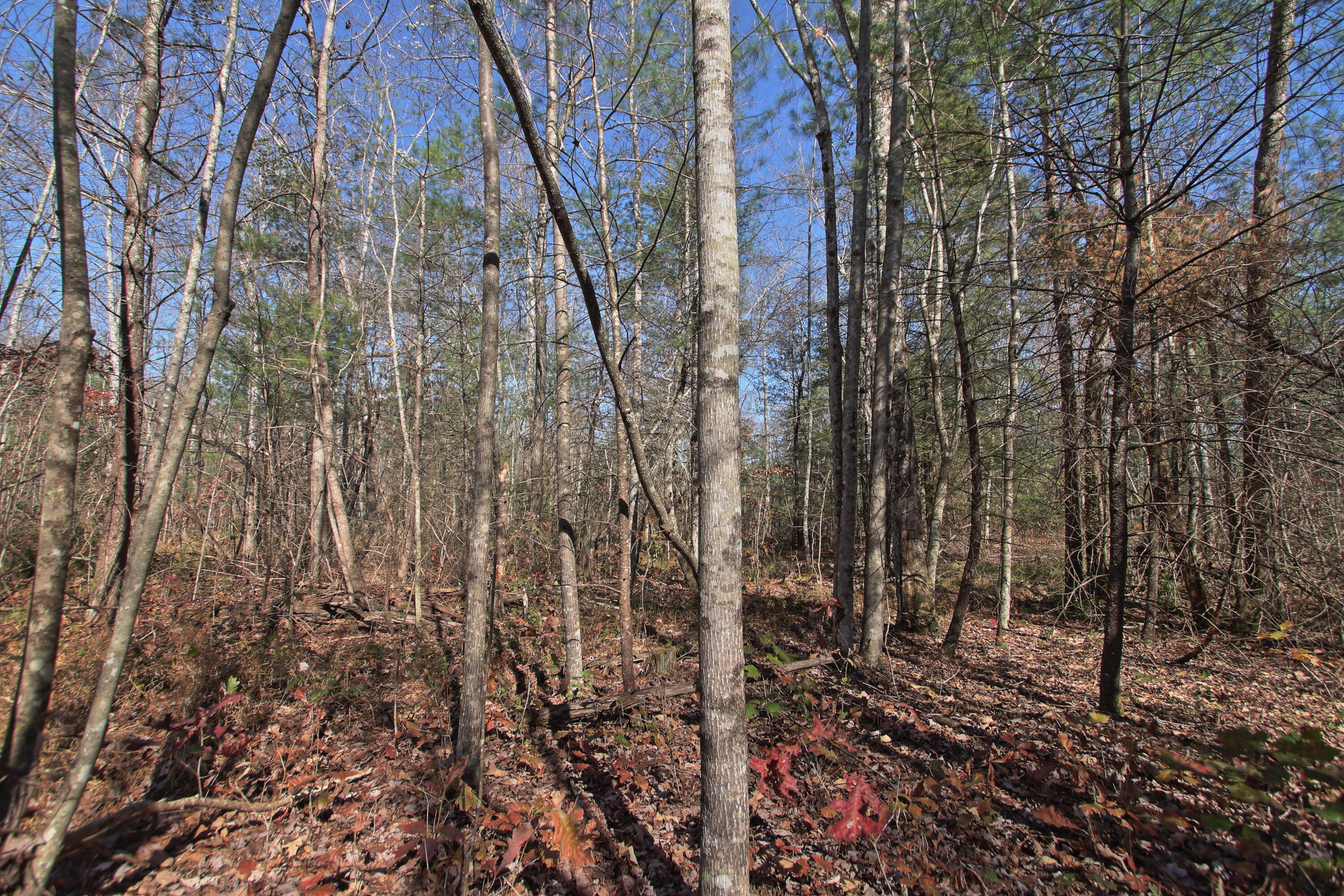 Lot 5 Cole Place Road Allardt, TN 38504 - Photo 3 of 4 zlot5a