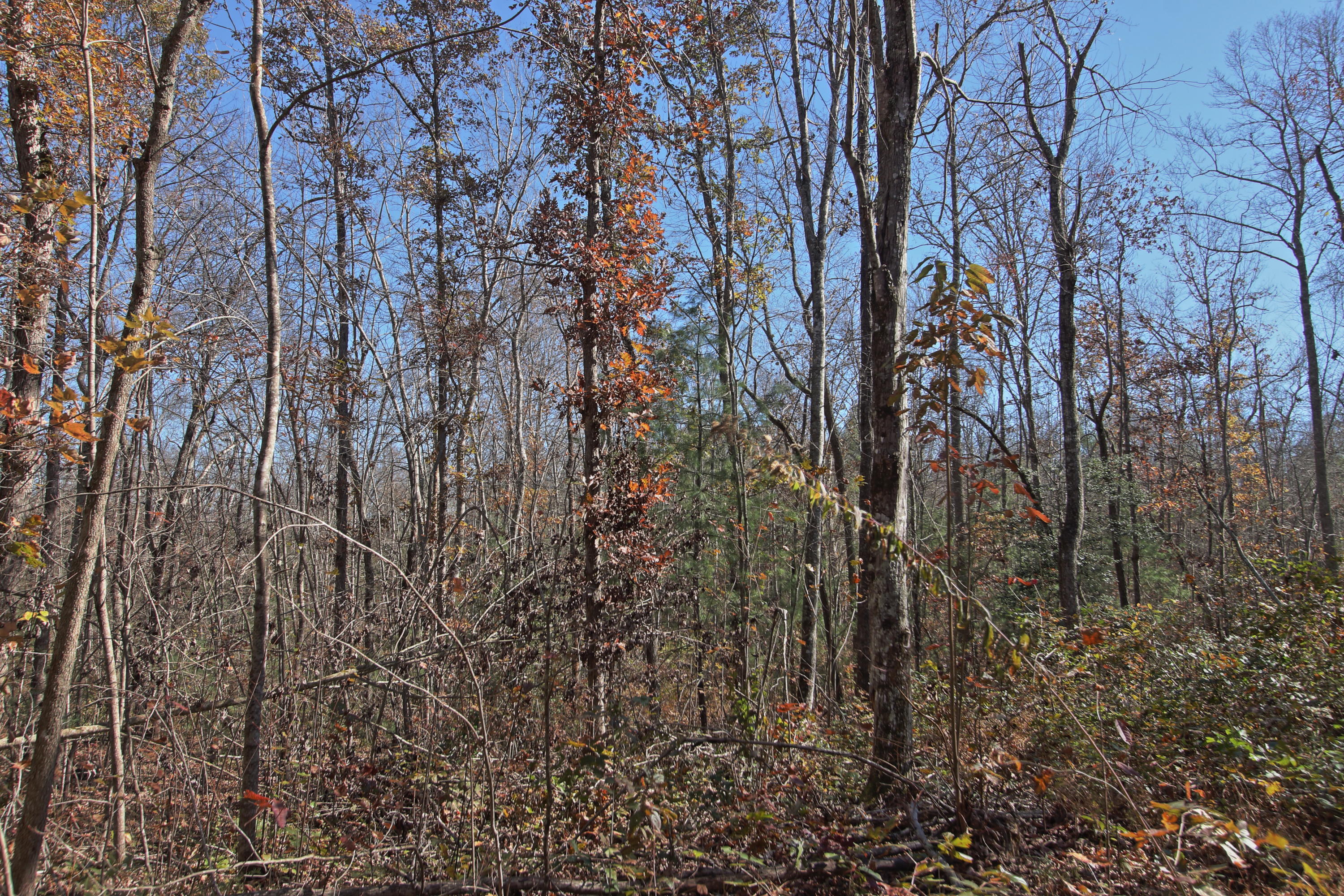 Lot 5 Cole Place Road Allardt, TN 38504 - Photo 4 of 4 zlot5d