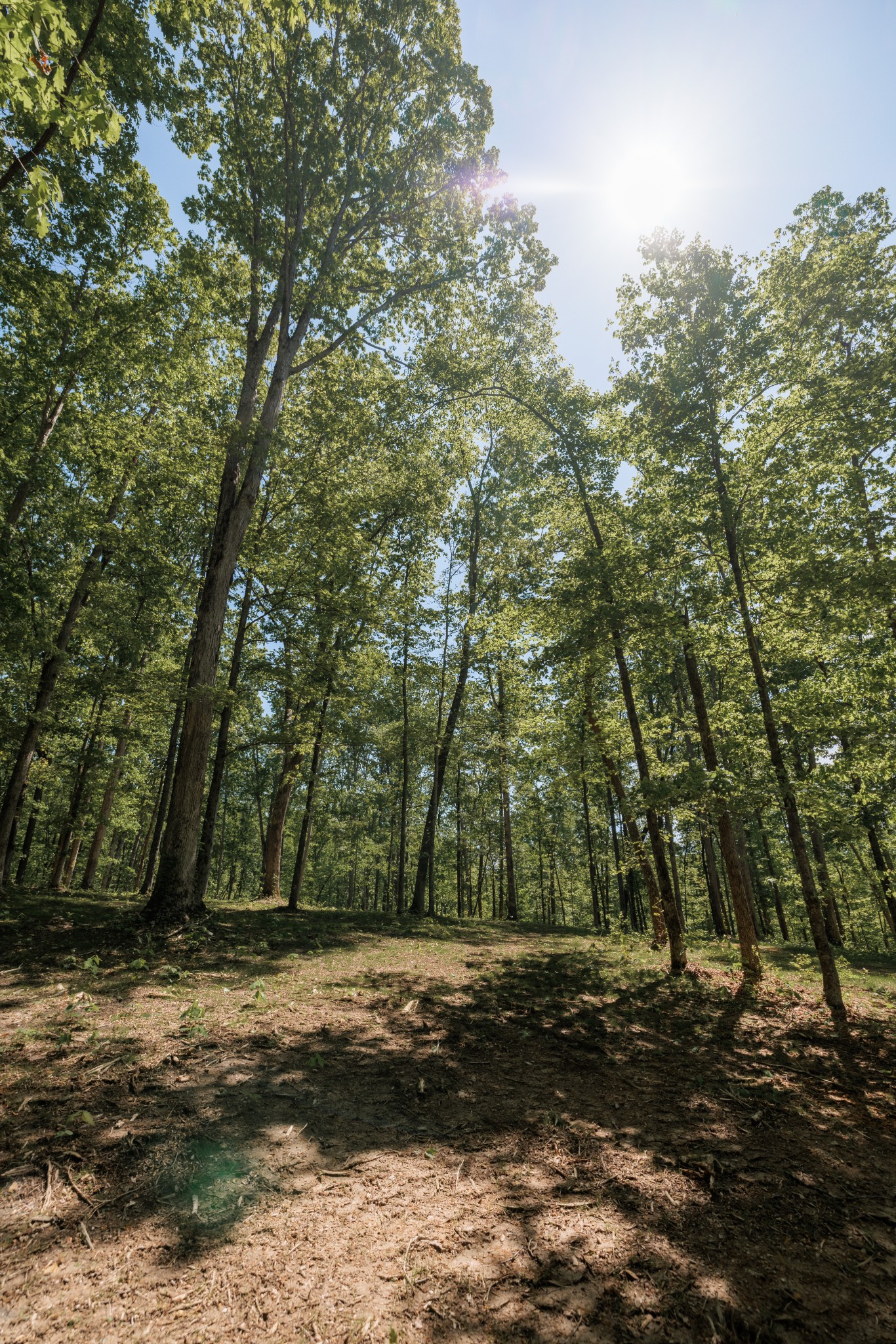 7 Oscar Green Road Primm Springs, TN 38476 - Photo 26 of 55 Gallery Image 26