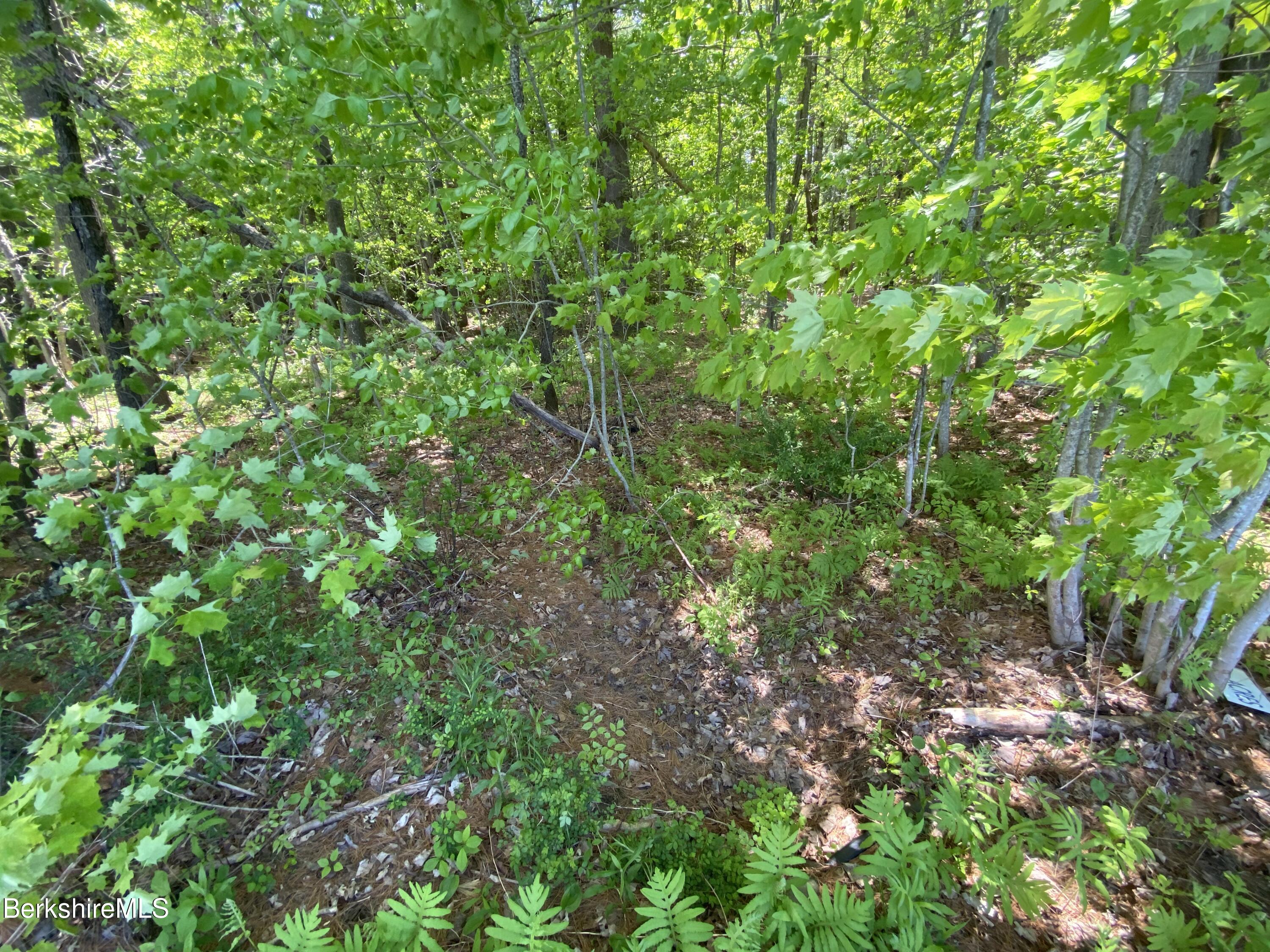 0 Bryant Road Cummington, MA 01026 - Photo 6 of 14