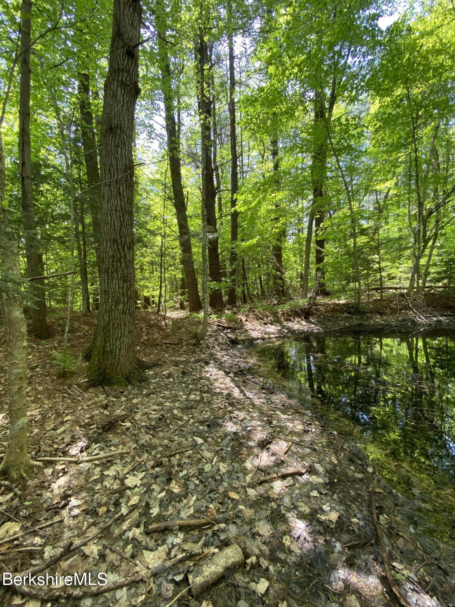 0 Bryant Road Cummington, MA 01026 - Photo 10 of 14 a big yard with lots of green space and trees