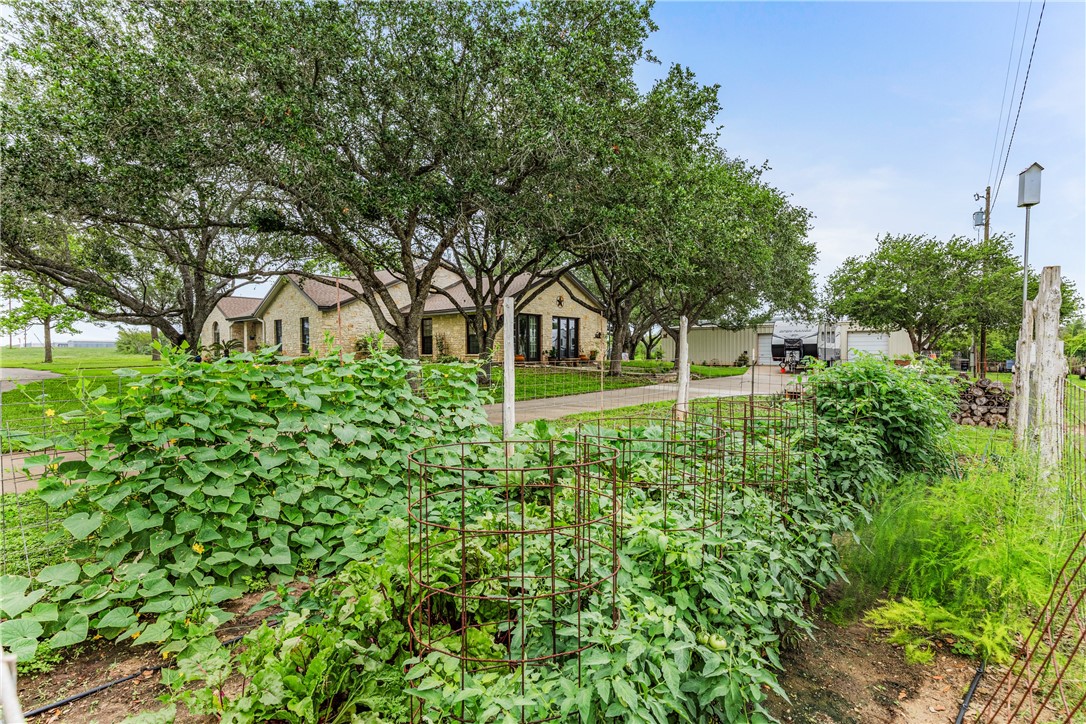 345 Trail Ridge Drive Sandia, TX 78383 - Photo 2 of 40 a view of a house with a big yard and large trees