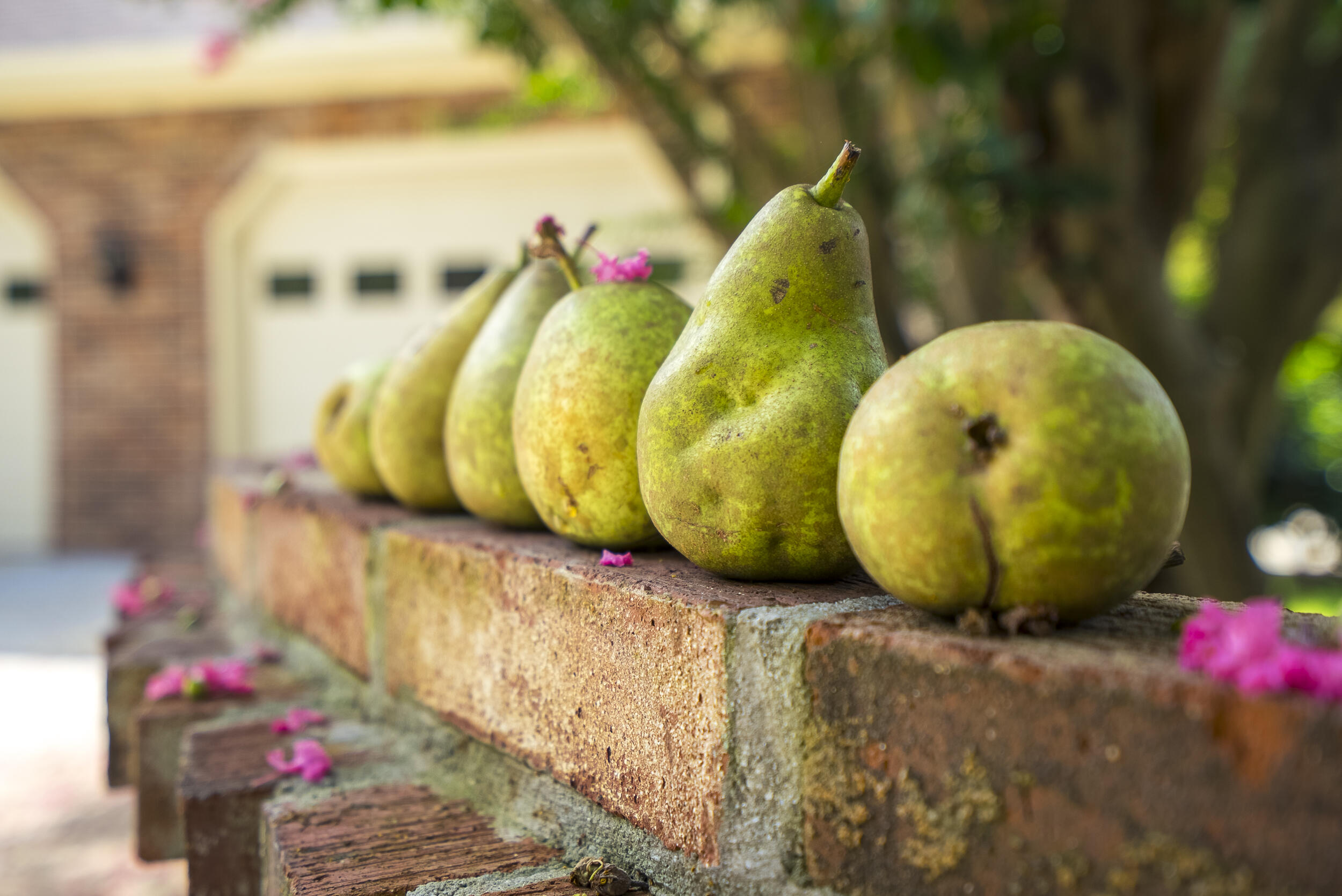 670 Partridge Bend Road Aiken, SC 29803 - Photo 4 of 74 ©MeghannPadgett_678PartridgeBendRd-10