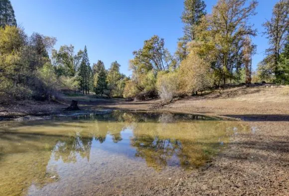 a view of a trees in a yard