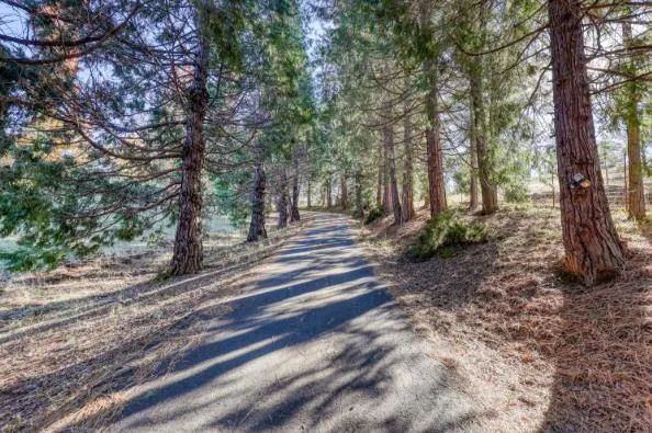 a view of a yard with large trees