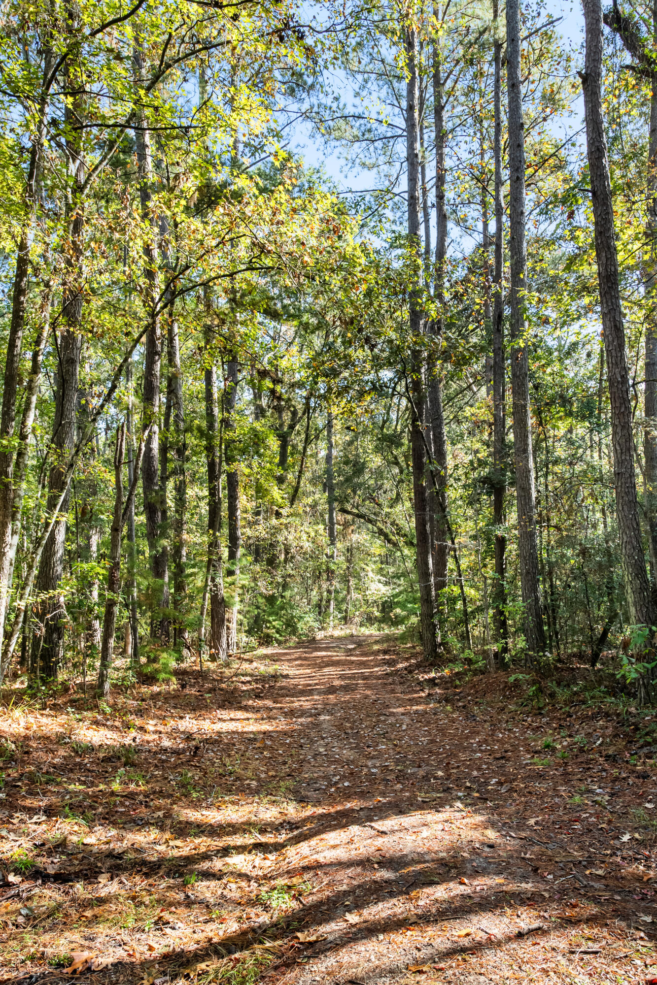 527-acres Spring Grove Road Adams Run, SC 29426 - Photo 33 of 44 HFL_OSBORNE TRACT-19