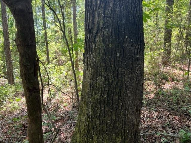 0 Old Boggy Road Opp, AL 36467 - Photo 23 of 24 Gallery Image 23