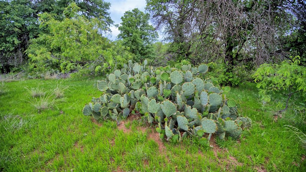 0 Watson Road Windthorst, TX 76389 - Photo 4 of 27 a view of a lush green forest