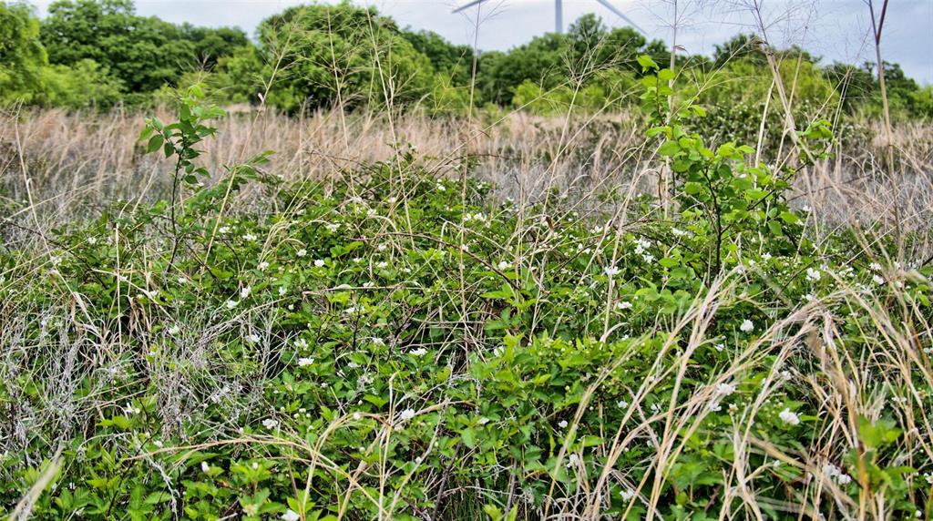 0 Watson Road Windthorst, TX 76389 - Photo 6 of 27 a view of a garden with a plant