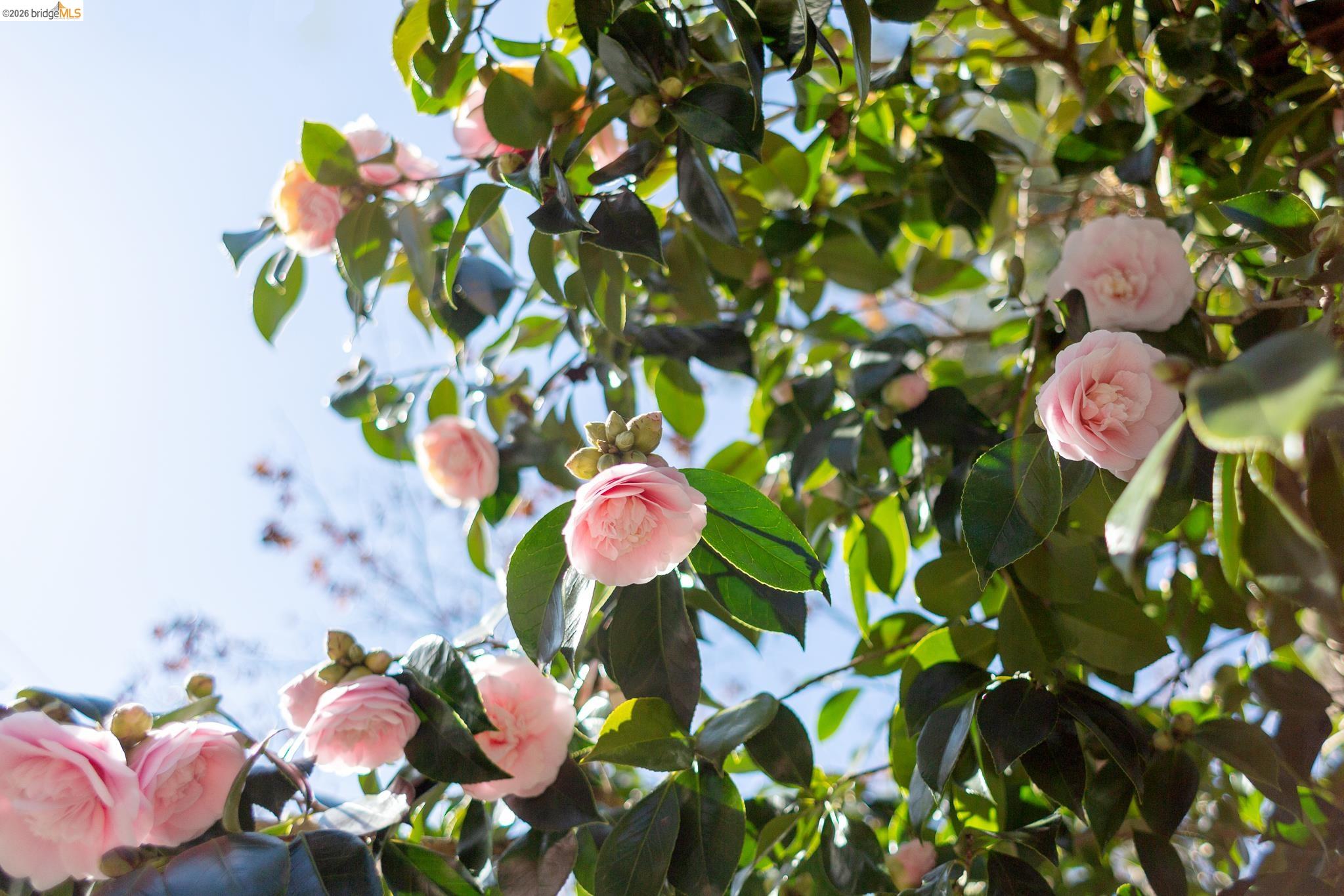1106 Cragmont Avenue Berkeley, CA 94708 - Photo 24 of 24