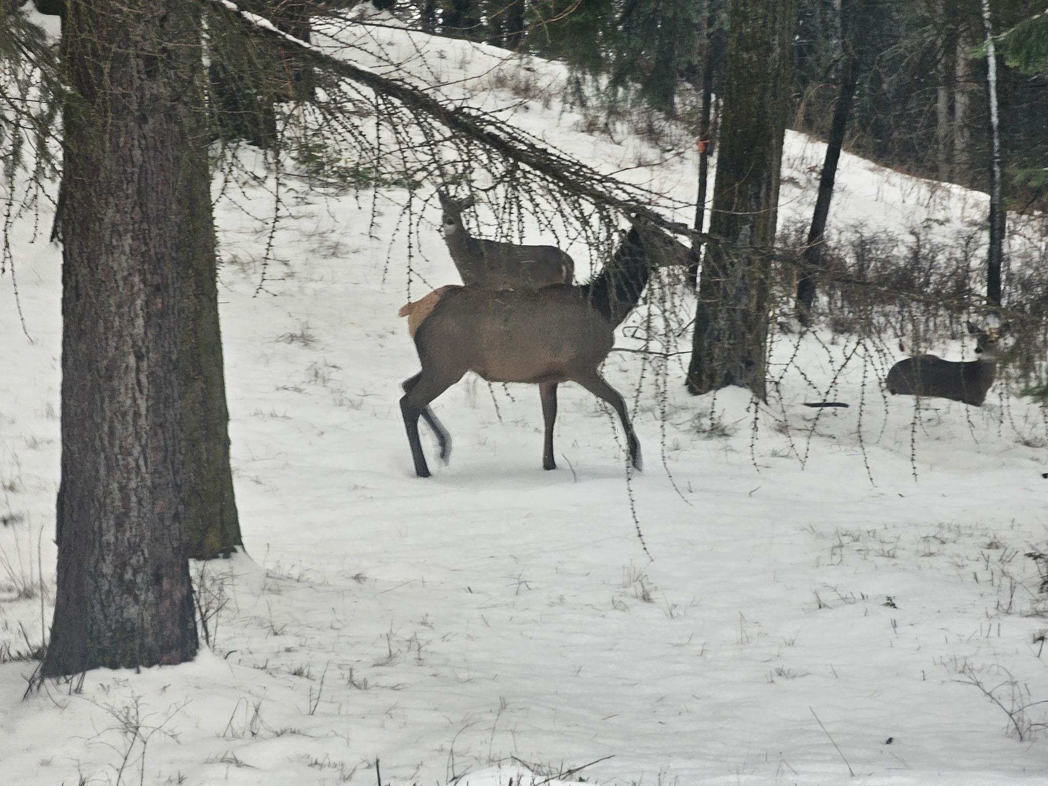 2600 Highline Road Chewelah, WA 99109 - Photo 21 of 27