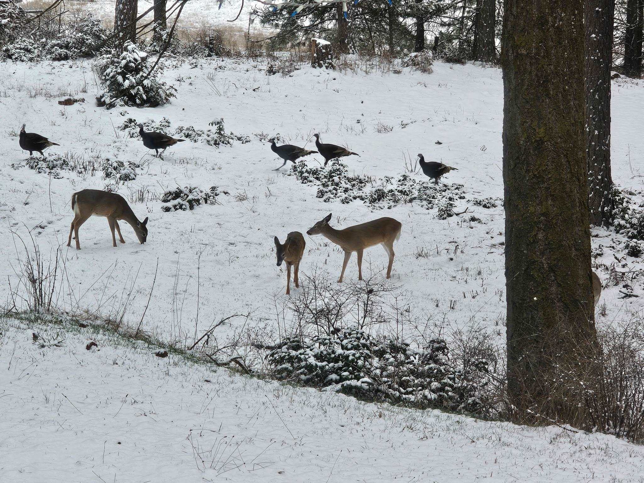 2600 Highline Road Chewelah, WA 99109 - Photo 22 of 27