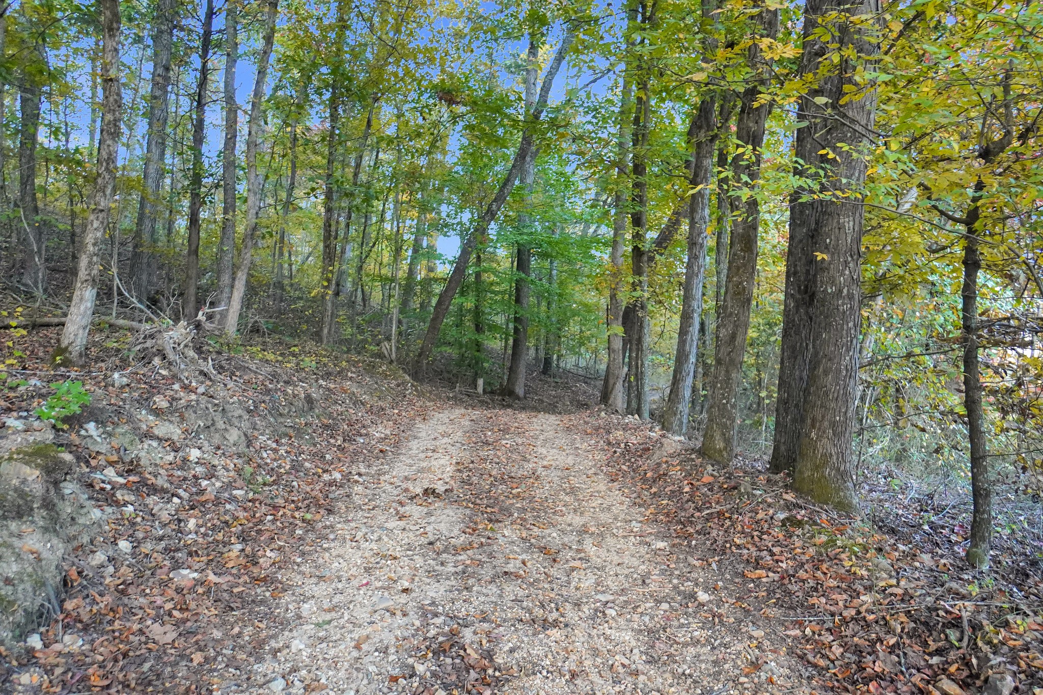188 Woods Road Dover, TN 37058 - Photo 29 of 31 a view of a forest filled with trees
