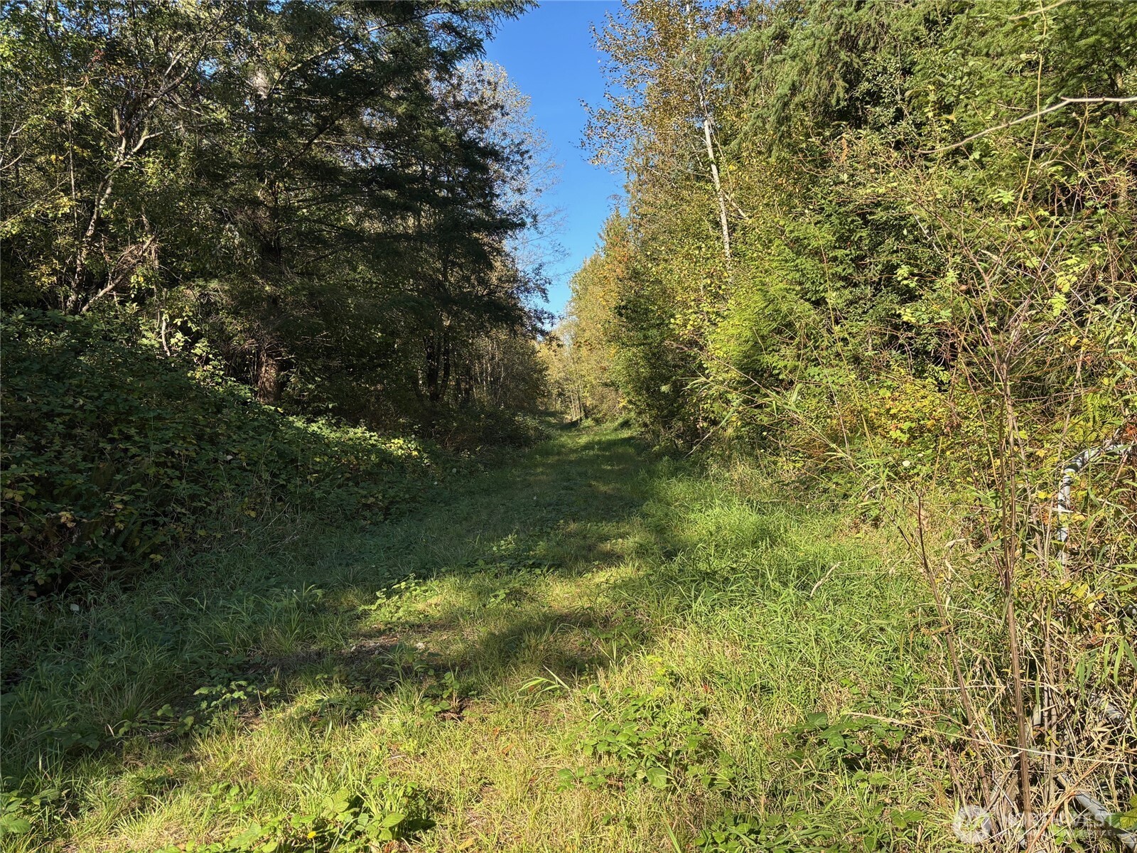 2046 Burk Road Blaine, WA 98230 - Photo 4 of 16 a view of a yard