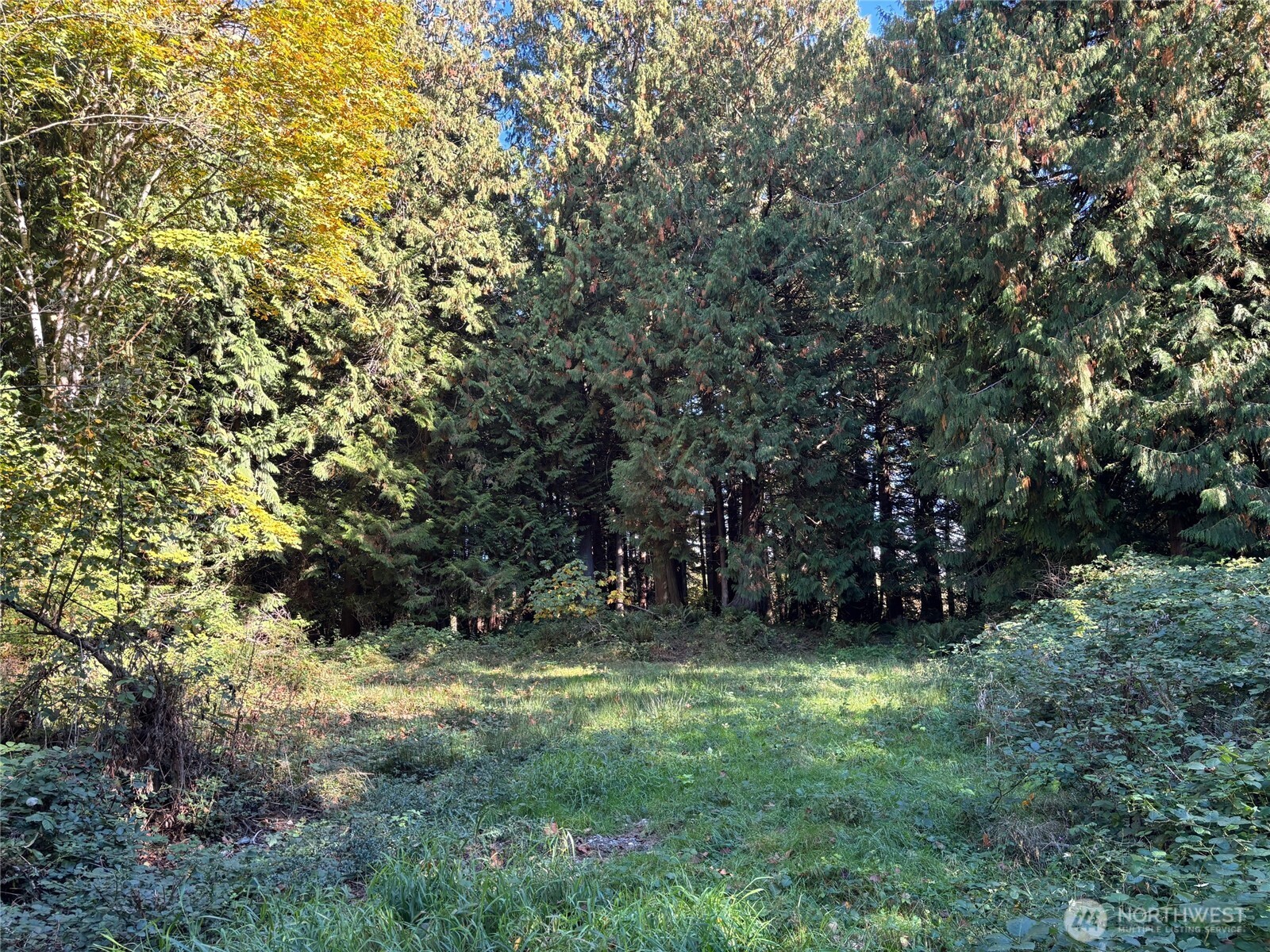 2046 Burk Road Blaine, WA 98230 - Photo 6 of 16 a view of outdoor space and yard