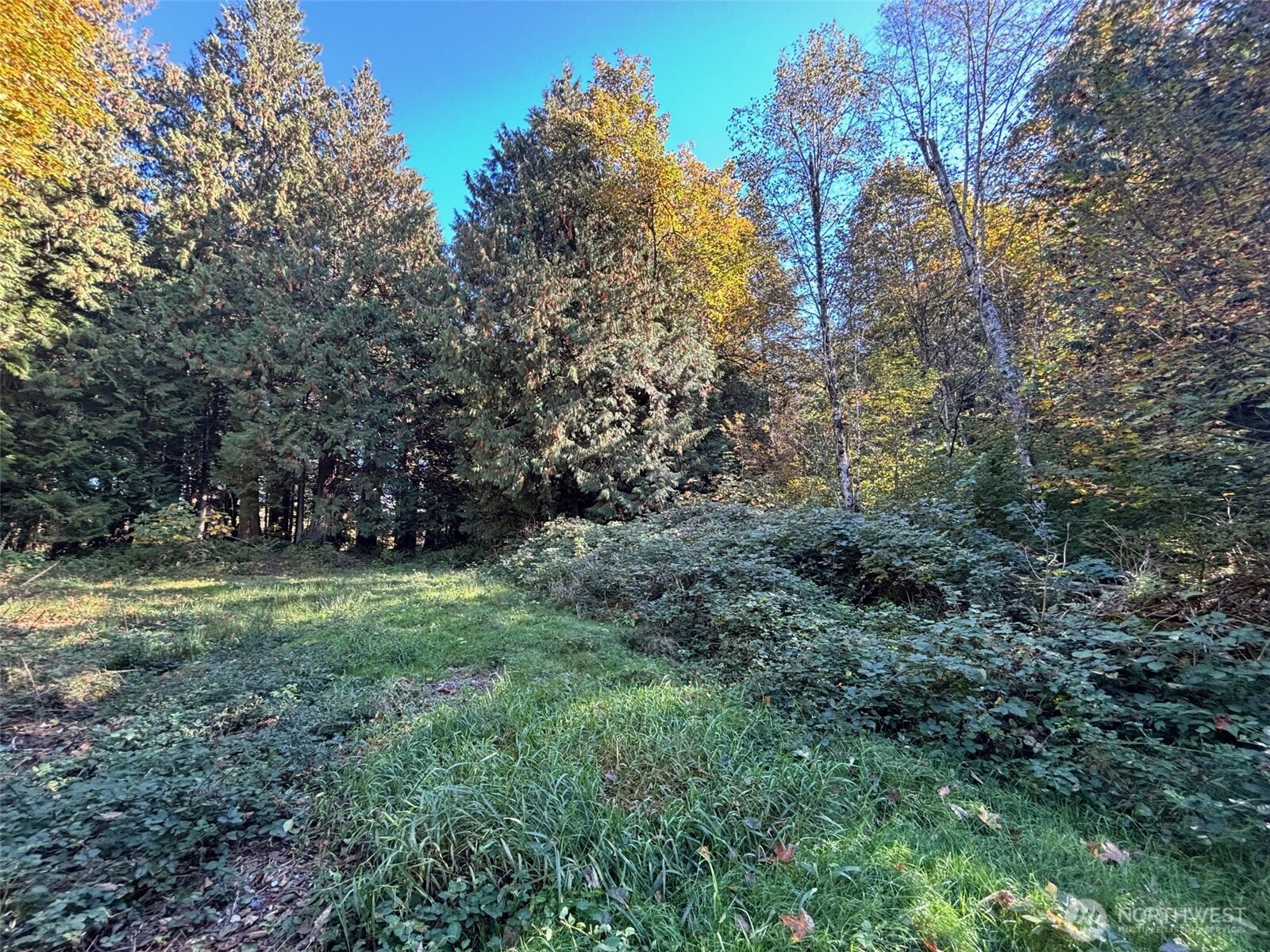 2046 Burk Road Blaine, WA 98230 - Photo 8 of 16 a view of outdoor space and trees