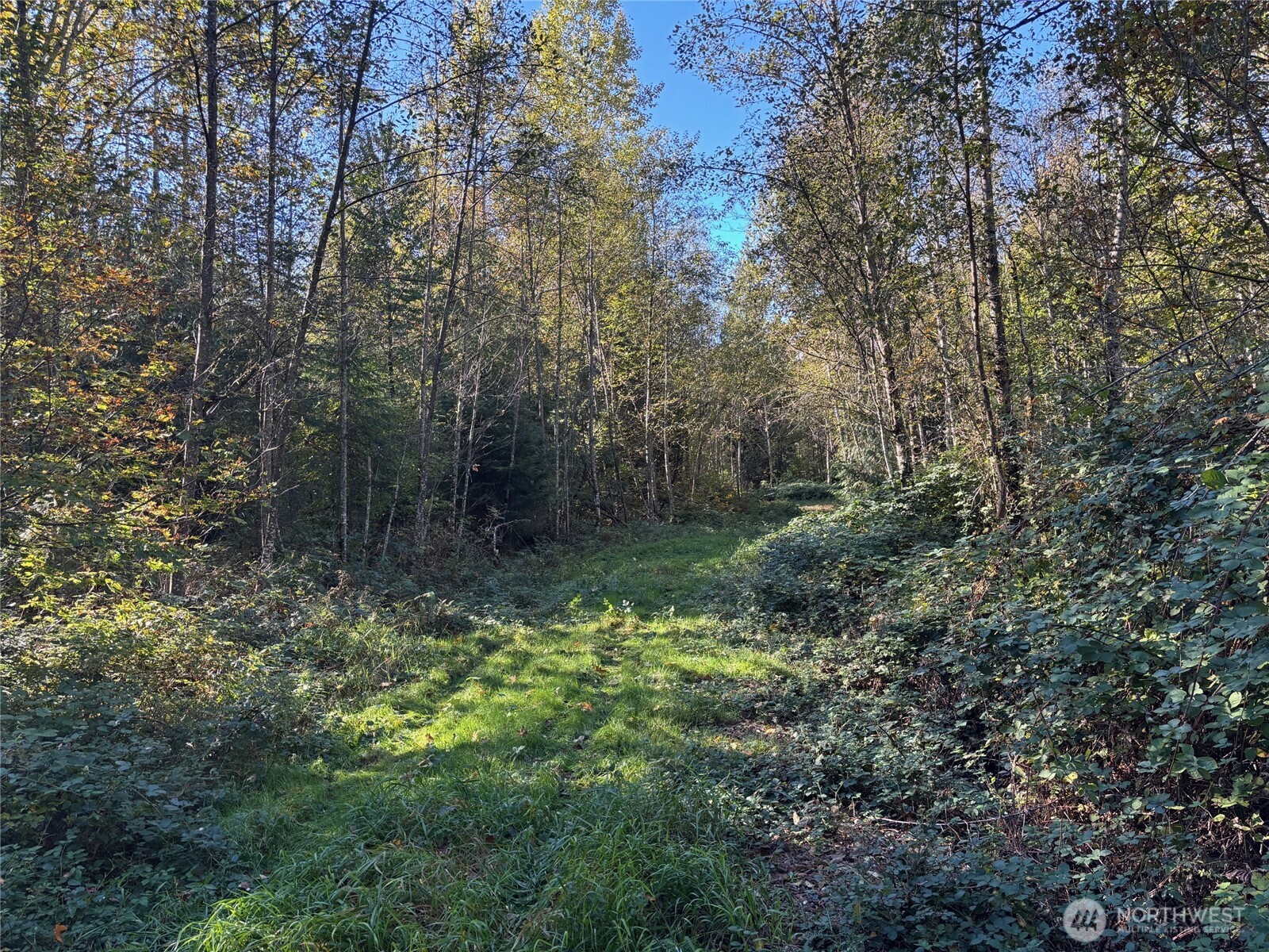 2046 Burk Road Blaine, WA 98230 - Photo 9 of 16 a view of a lush green forest with large trees