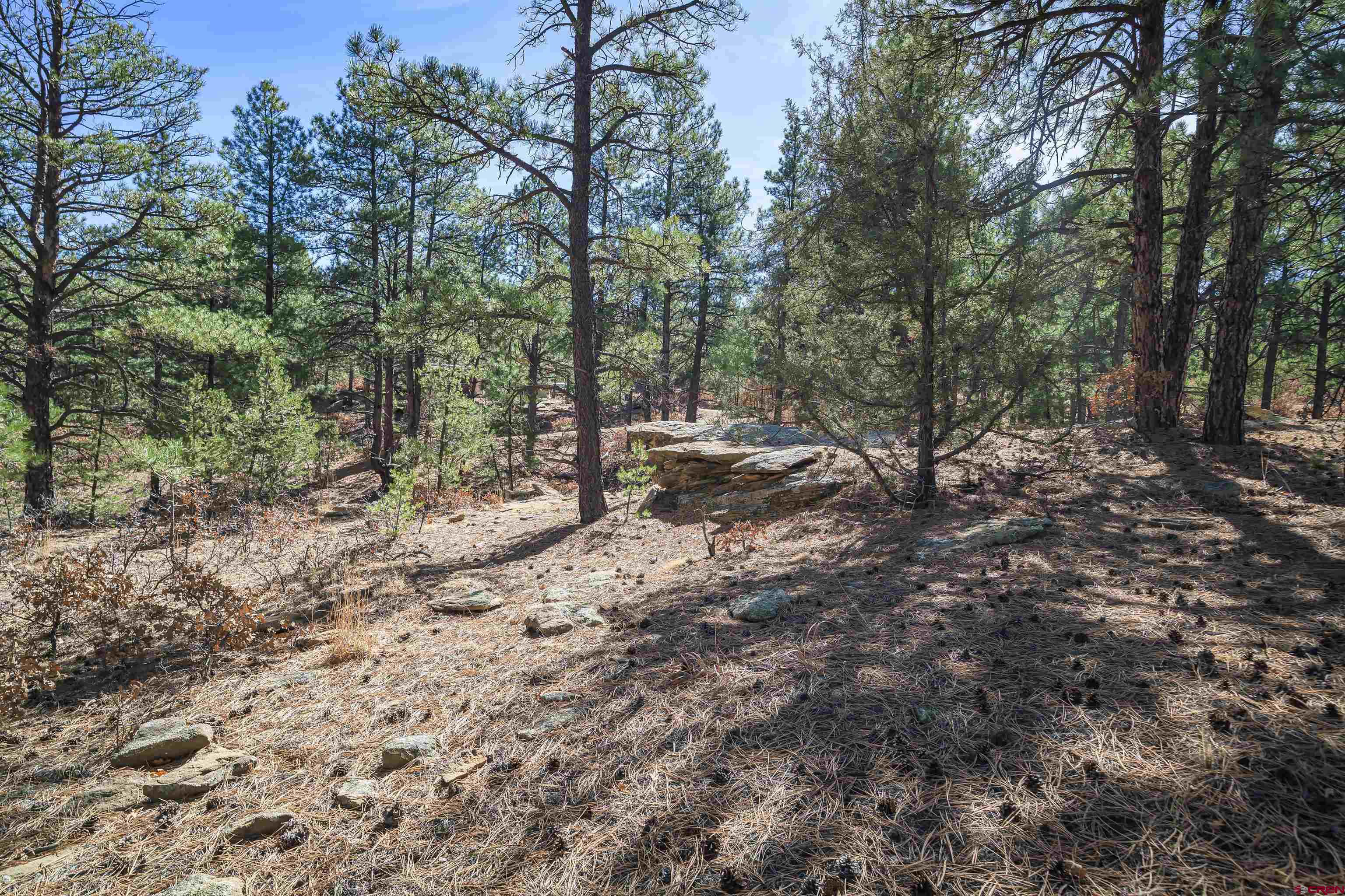 17990 Kings Road Weston, CO 81091 - Photo 16 of 45 a view of a forest with trees