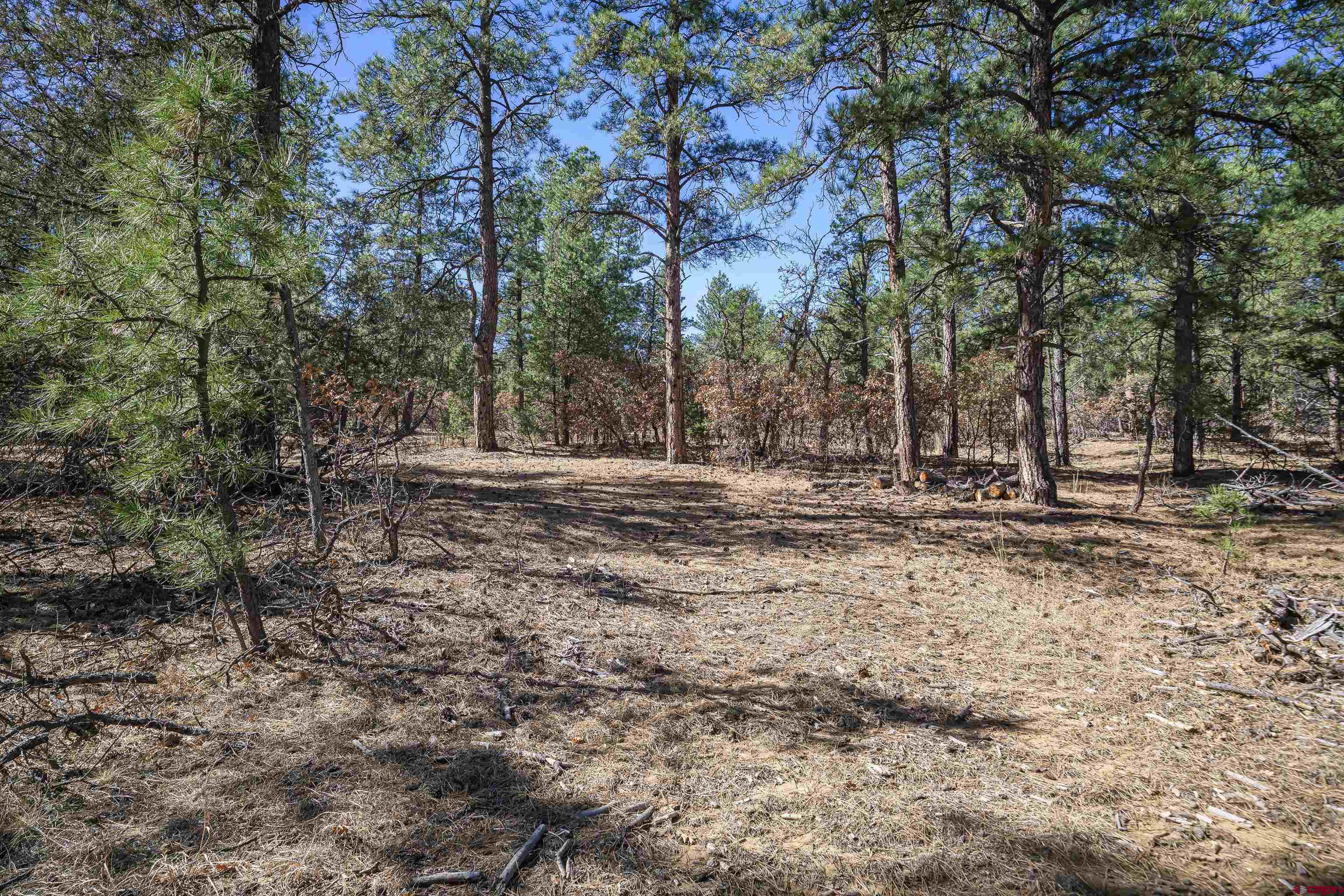 17990 Kings Road Weston, CO 81091 - Photo 20 of 45 a view of outdoor space with trees