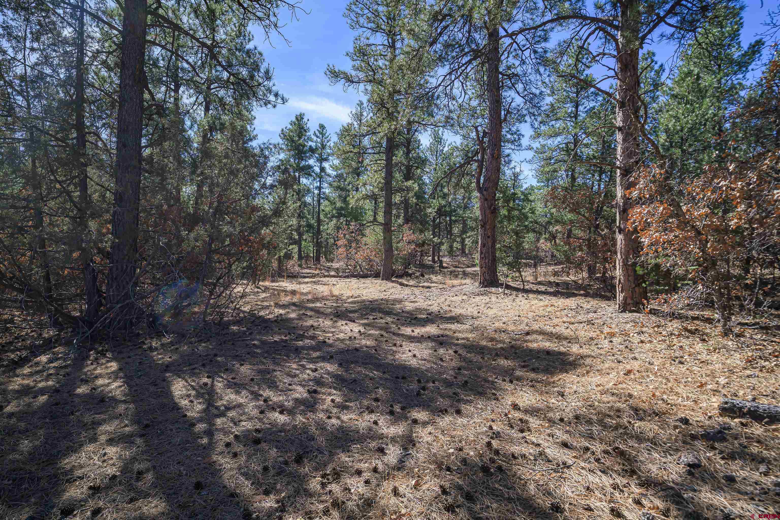 17990 Kings Road Weston, CO 81091 - Photo 22 of 45 a view of outdoor space with trees
