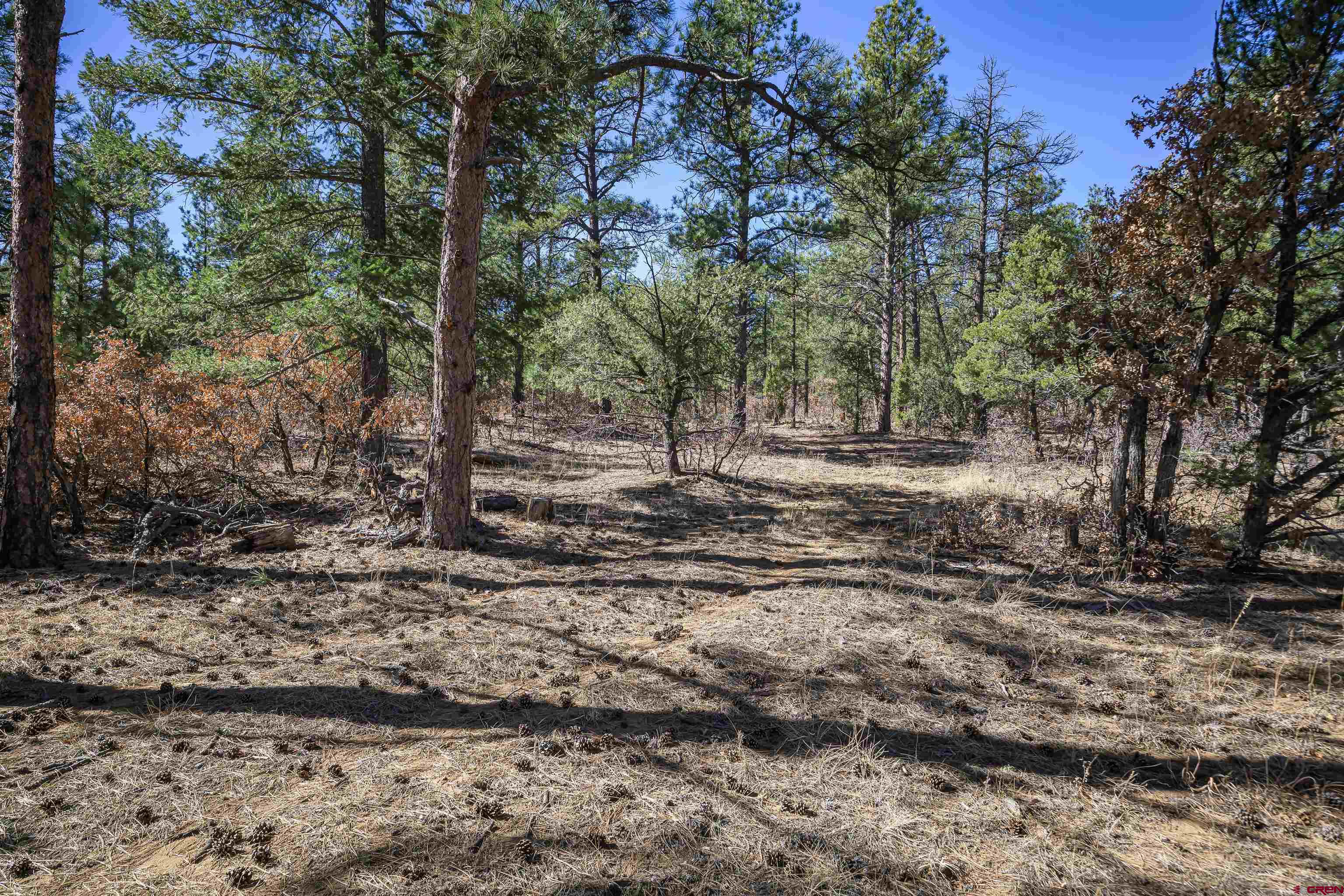 17990 Kings Road Weston, CO 81091 - Photo 24 of 45 a view of dirt yard with a large tree