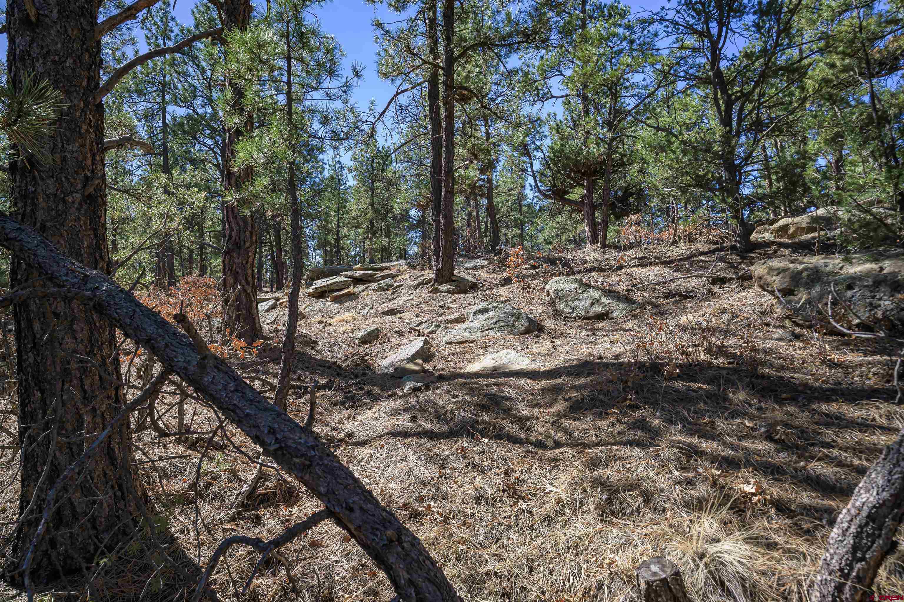 17990 Kings Road Weston, CO 81091 - Photo 3 of 45 a view of a forest with trees