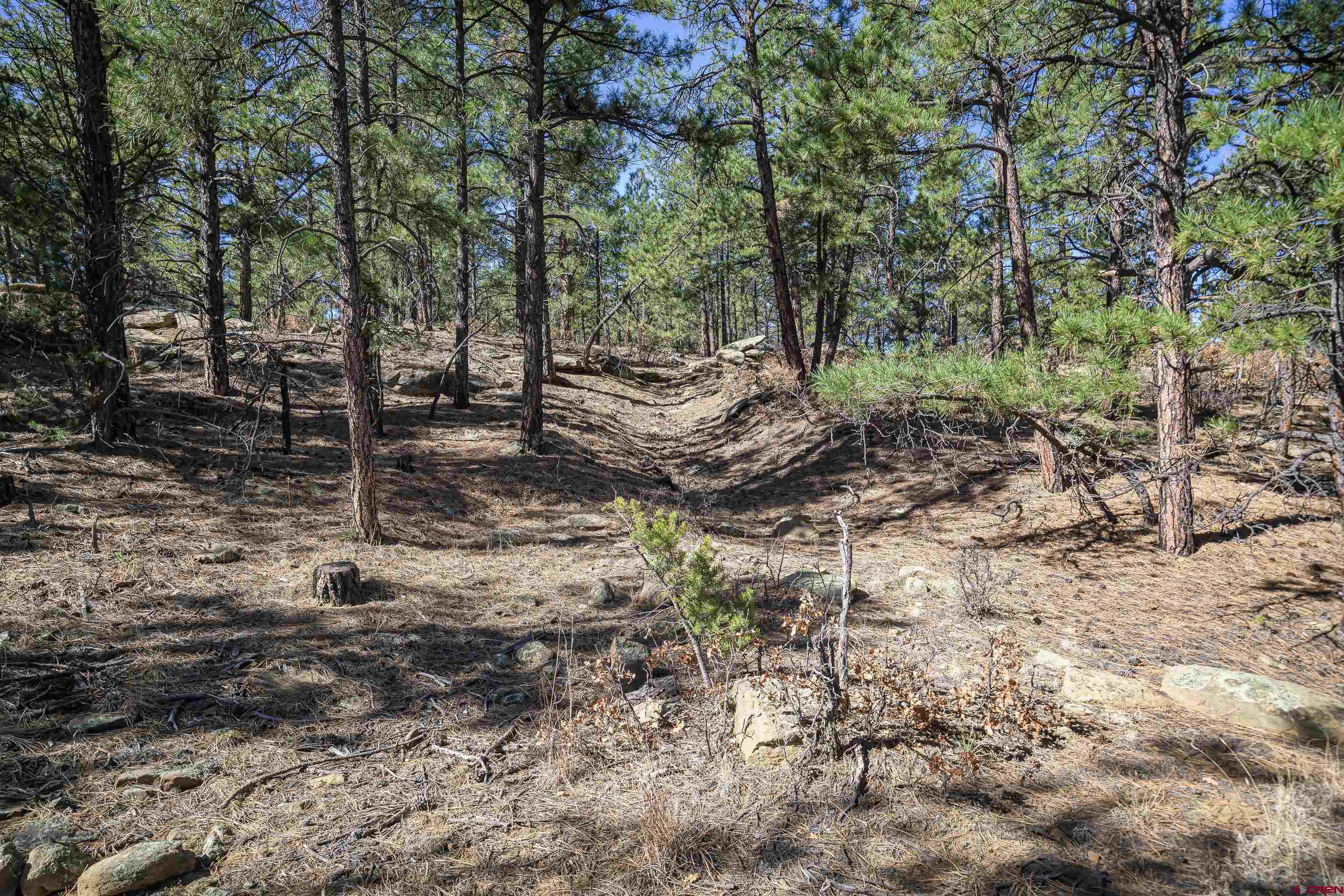 17990 Kings Road Weston, CO 81091 - Photo 43 of 45 a view of a forest with trees