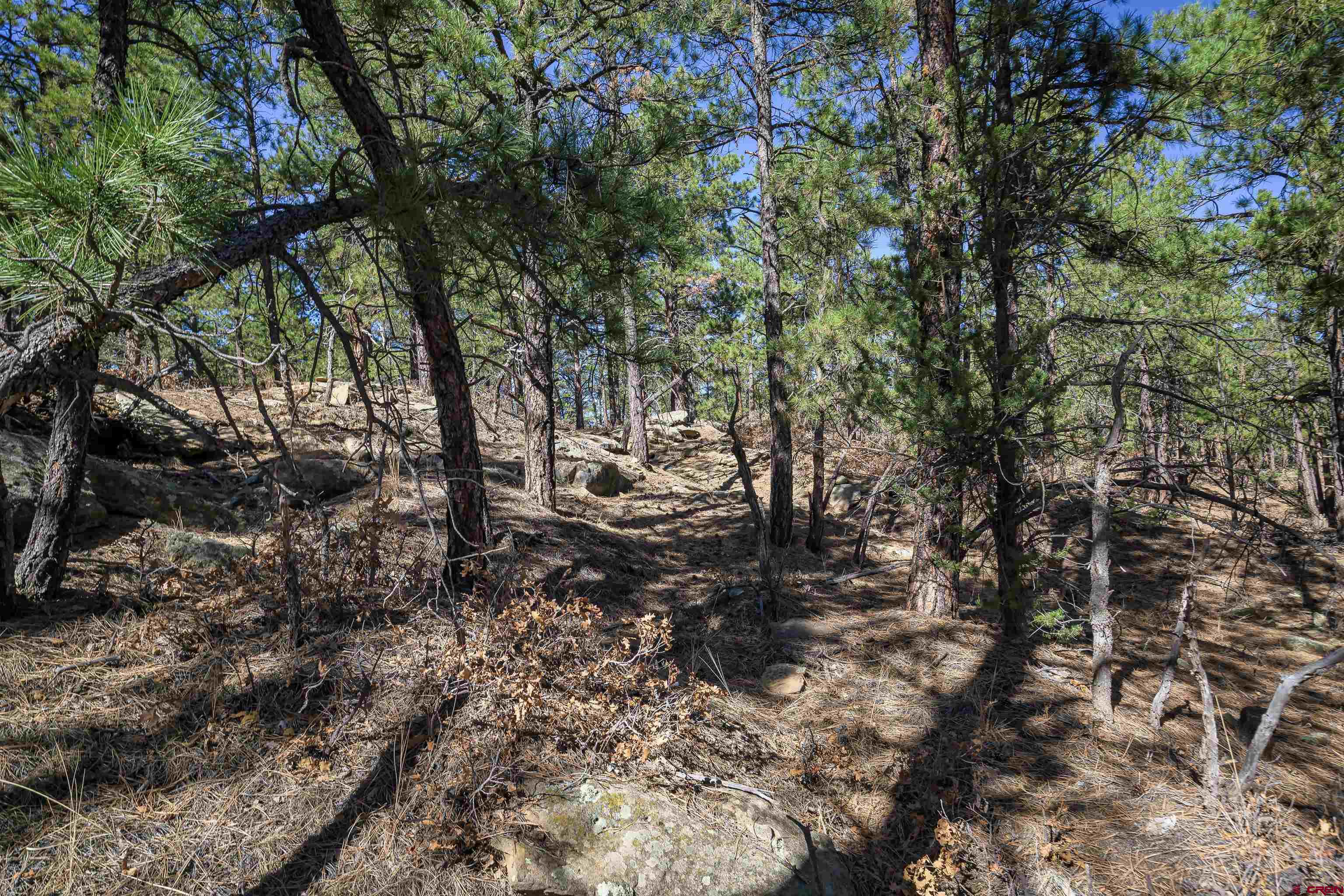 17990 Kings Road Weston, CO 81091 - Photo 44 of 45 a view of a forest filled with trees