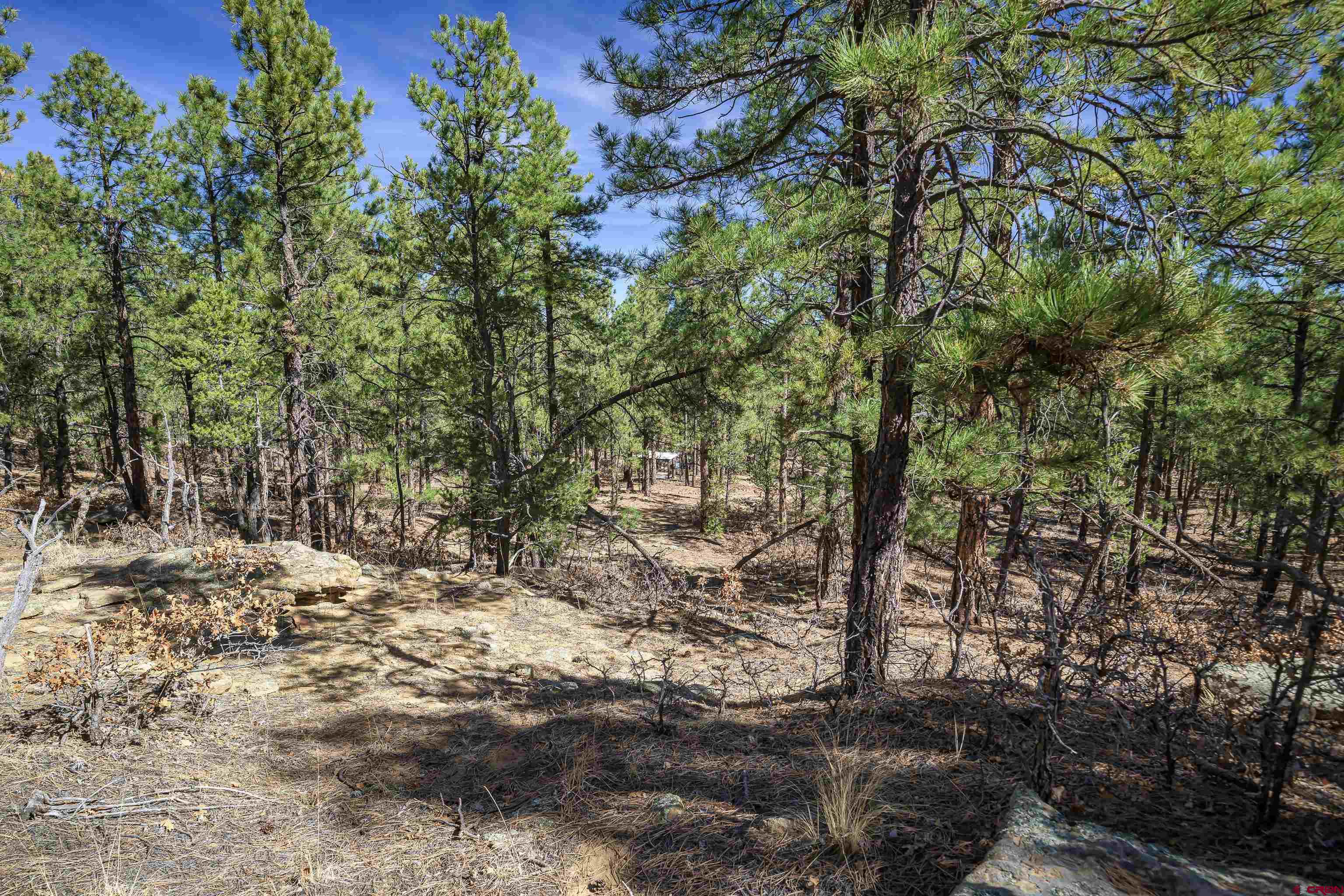 17990 Kings Road Weston, CO 81091 - Photo 5 of 45 a view of a yard with plants and trees
