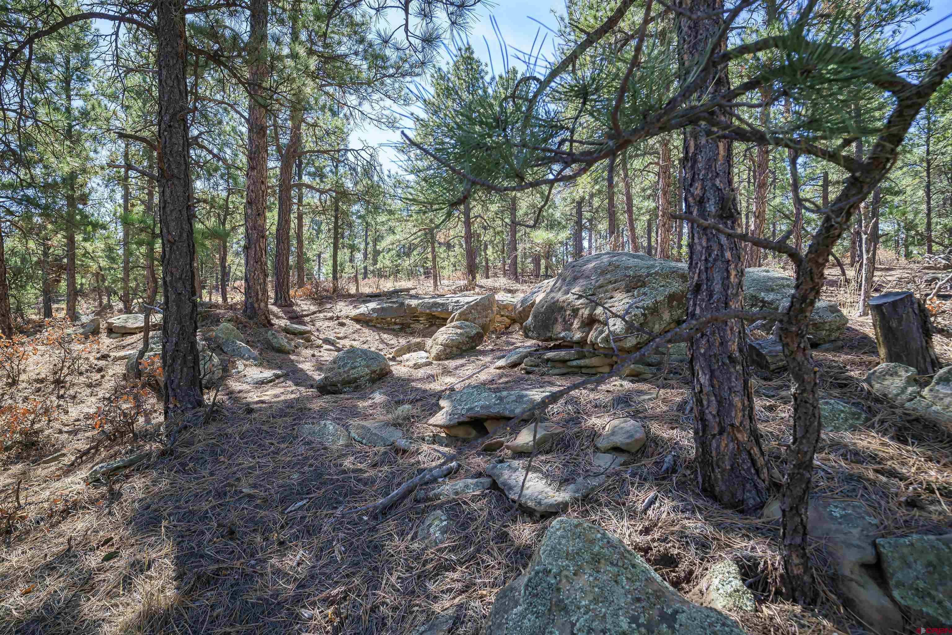 17990 Kings Road Weston, CO 81091 - Photo 8 of 45 a view of a forest filled with trees