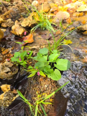 $142,500 | 30 Acres Highway, Cadet, MO 63630