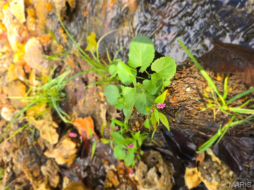 30 Acres Highway Cadet, MO 63630 - Photo 24 of 79