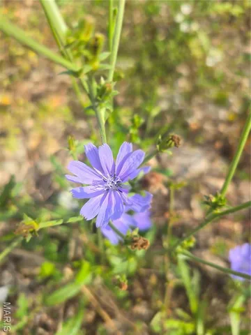 $142,500 | 30 Acres Highway, Cadet, MO 63630