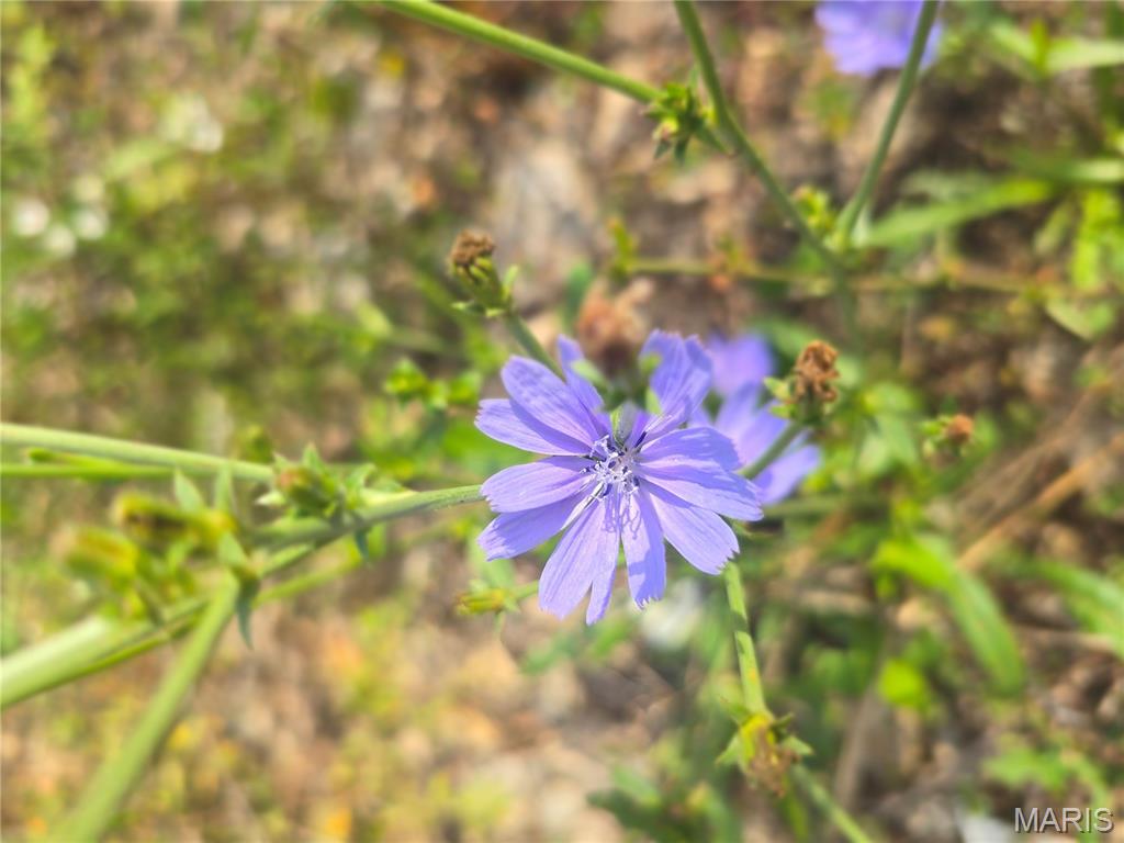 30 Acres Highway Cadet, MO 63630 - Photo 5 of 79